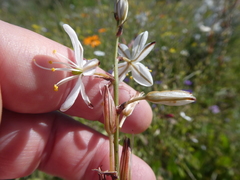 Chlorophytum graminifolium