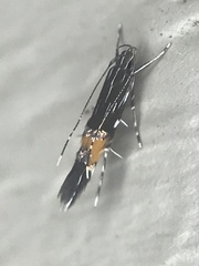 Cosmopterix gemmiferella