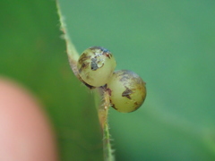 Caryomyia deflexipili