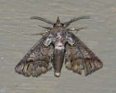 Paectes abrostolella