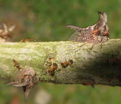Oxyrhachis