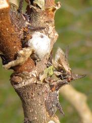 Oxyrhachis