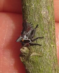 Oxyrhachis
