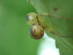 Caryomyia deflexipili