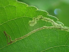 Ectoedemia virgulae