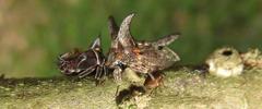 Oxyrhachis