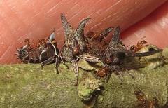 Oxyrhachis