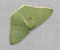 Comostola leucomerata