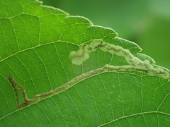 Ectoedemia virgulae