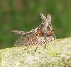 Oxyrhachis