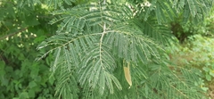 Albizia amara