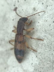 Cymatodera balteata