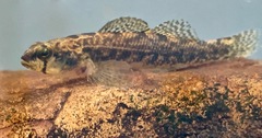 Etheostoma collis
