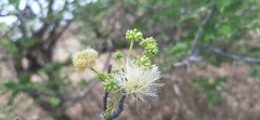 Albizia amara