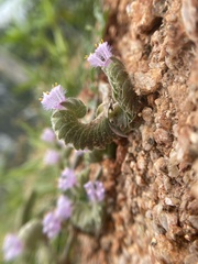 Ascending Dewdrop (Cyanotis adscendens)