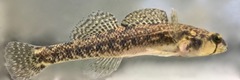 Etheostoma collis