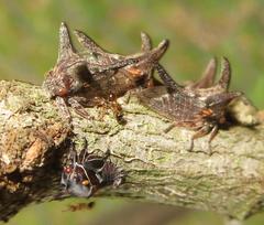 Oxyrhachis