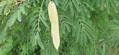 Albizia amara