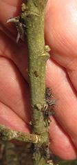 Oxyrhachis