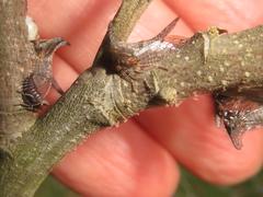 Oxyrhachis