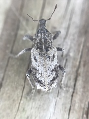 Listroderes difficilis