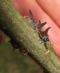 Oxyrhachis