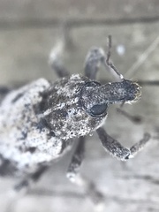 Listroderes difficilis