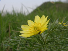 Adonis volgensis