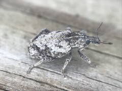 Listroderes difficilis