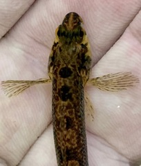 Etheostoma collis