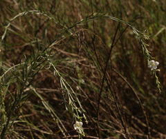 Gomphostigma virgatum