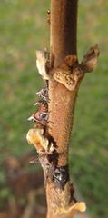 Oxyrhachis