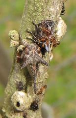 Oxyrhachis