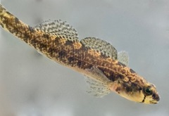 Etheostoma collis