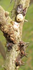 Oxyrhachis