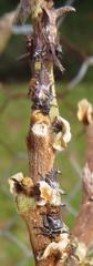 Oxyrhachis