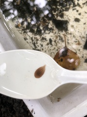 Glossiphonia complanata