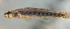 Etheostoma collis