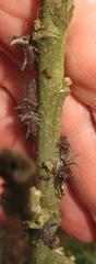 Oxyrhachis