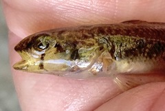 Etheostoma collis