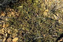 Aizoon papulosum