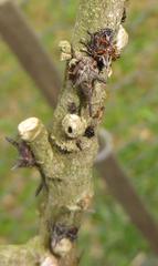 Oxyrhachis