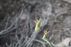 Caladenia brevisura
