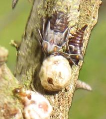 Oxyrhachis