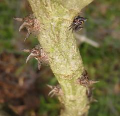 Oxyrhachis