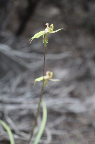 Image of Caladenia brevisura by (c) Em Lamond, some rights reserved (CC BY)