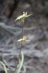 Caladenia brevisura