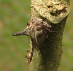 Oxyrhachis