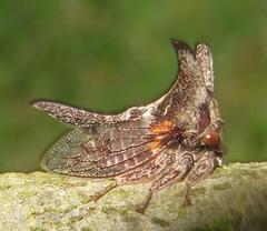 Oxyrhachis
