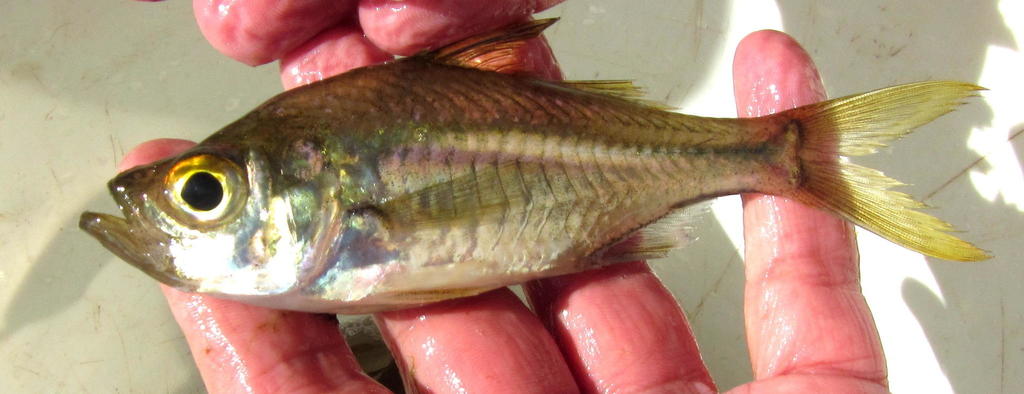Bald glassy (Ambassis gymnocephalus) — Ambassidae